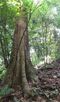 Brosimum alicastrum